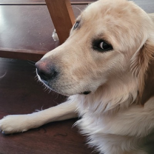 Calamitous ORTBO :mstdn: