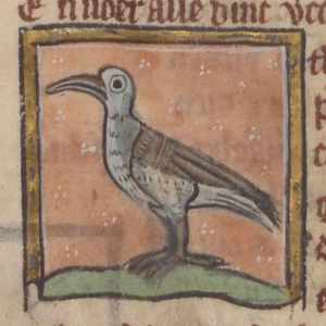 coredulus