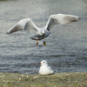 kuchenmampfer