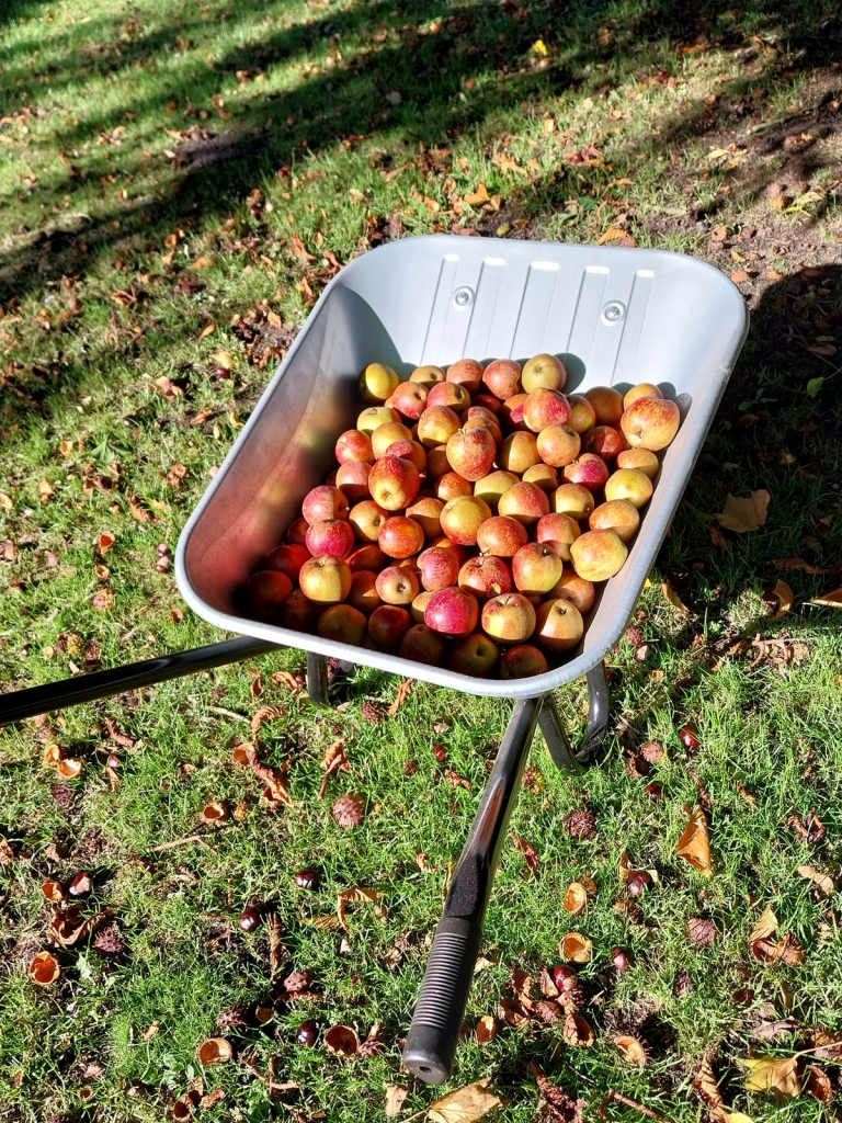 Eine Schiebkarre mit frisch gepflückten Äpfeln.