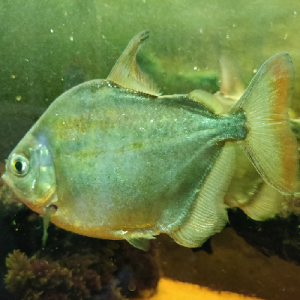 cichlidenfreund ??????