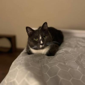 Mending Cats Shelter