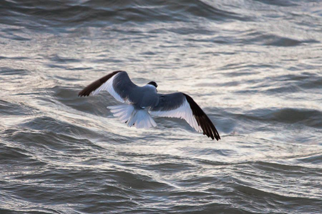 Mouette de Sabine.jpg