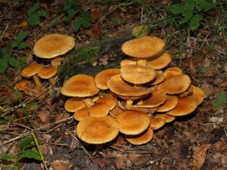 Paddenstoelen en schimmels