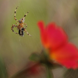 red flower.jpg