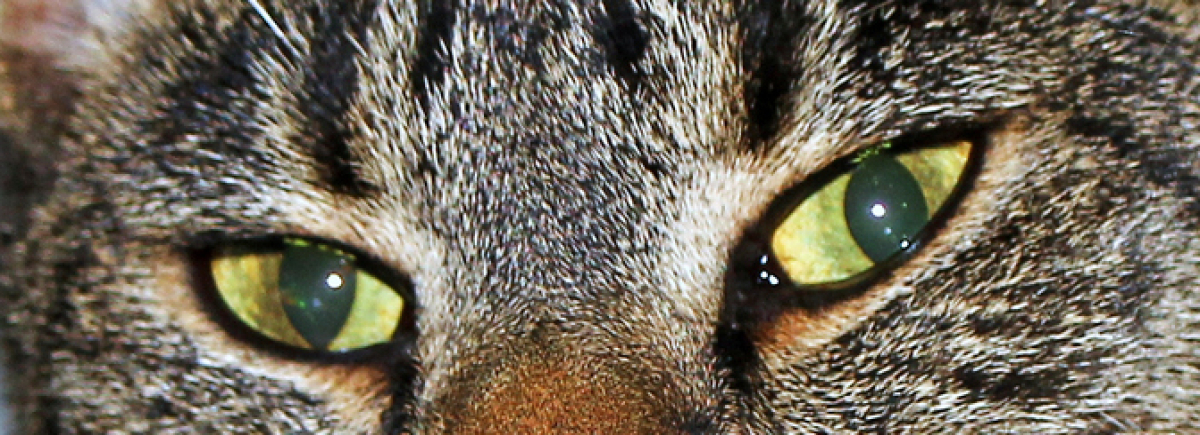 Cover Foto