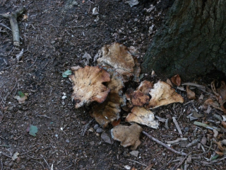 Paddenstoelen en schimmels