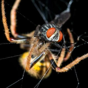 Arachtober