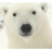 Hamish+The+PolarBear