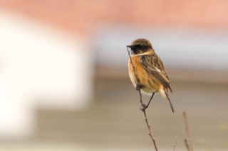 photo/50931513-169e-4194-88c4-32bd31733a42-3