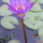 ABRHpositiv2