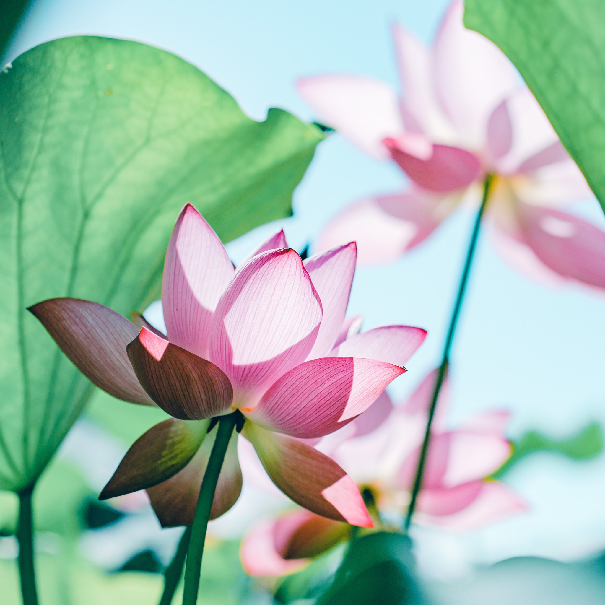 A deep pink lotus blossom blooms in the partial shade of surrounding leaves, while a second flower — blurred, beyond the focus of the lens — enjoys full sunlight.
