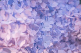 20221213 - Photography - Flowers - Violet hydrangea - FizOEEFaAAIkSei.jpg