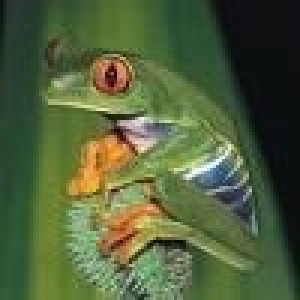 Frog Avatar 100x100.jpg