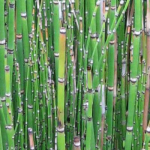 horsetail