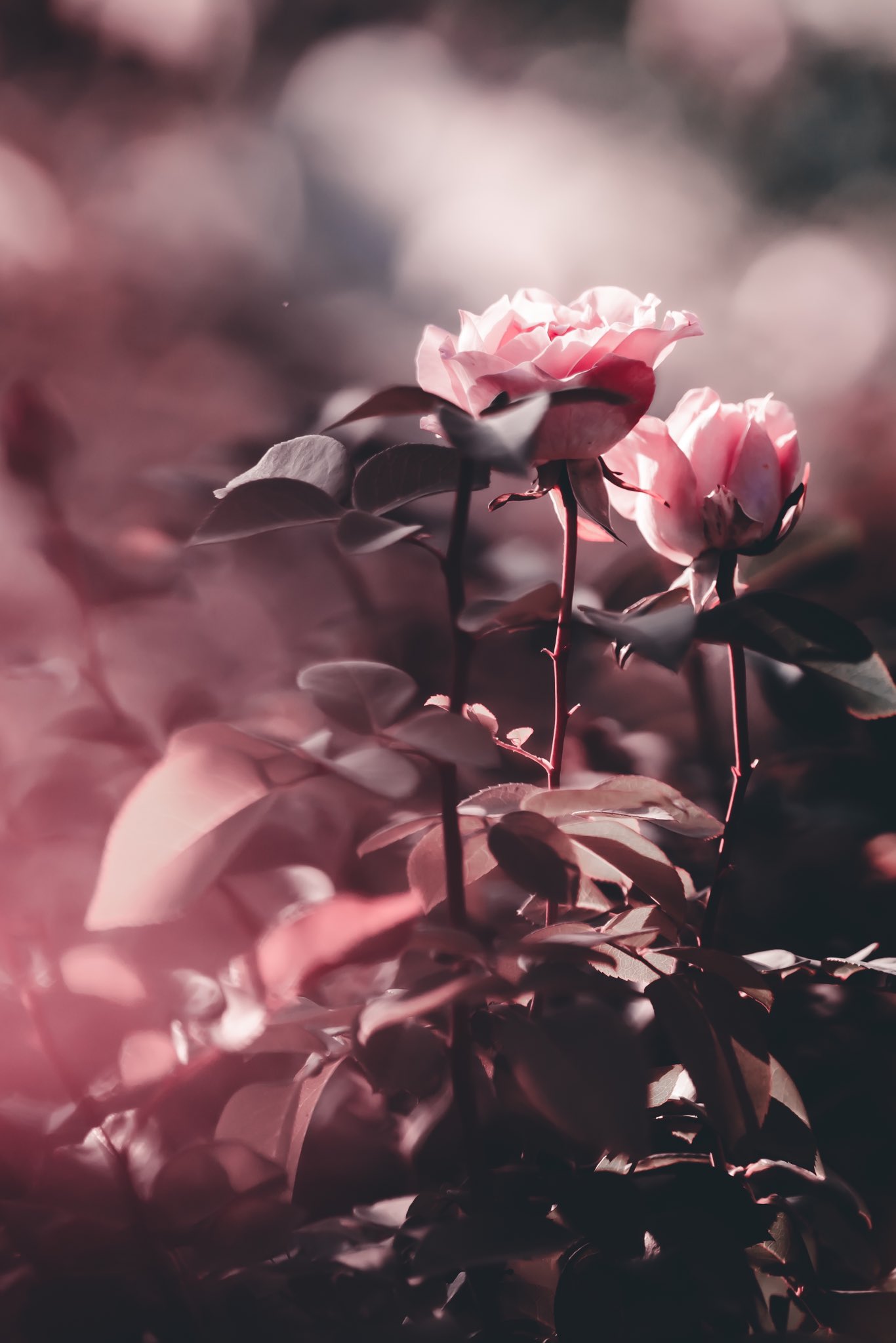 Pink roses photographed in warm light with a shallow depth of field and bokeh