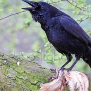 depositphotos_173403928-stock-photo-view-of-crow-in-nature.jpg