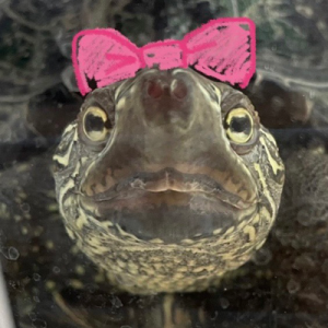 Shorty?デジタルかめランド