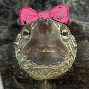 Shorty🐢デジタルかめランド