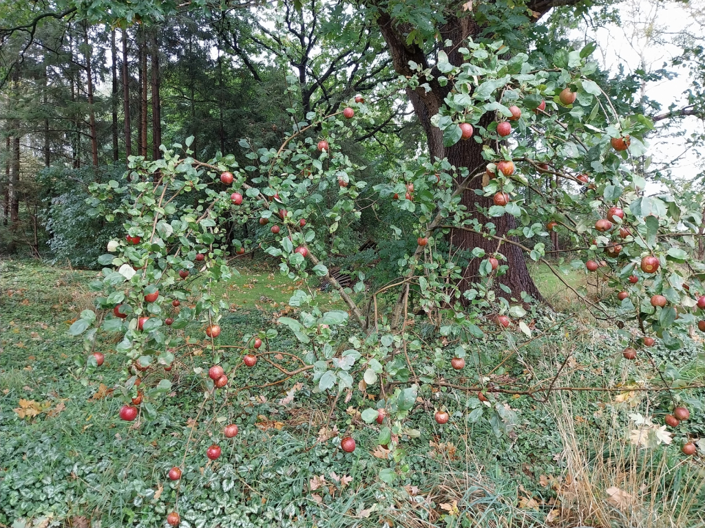  Mein bester Apfelbaum, der allerdings nur kleine Äfpfel trägt, dafür aber viele.