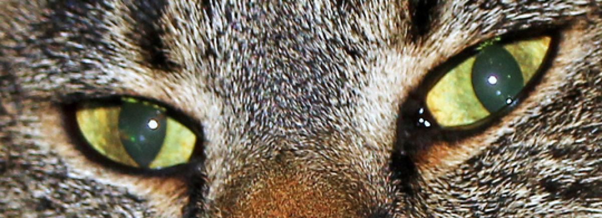Cover Foto