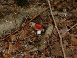 Schotelrussula (Russula velenovskyi)