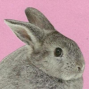 Little Bunny Frou Frou