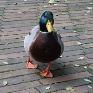 Simon L