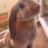 Ti Pap Rabbit