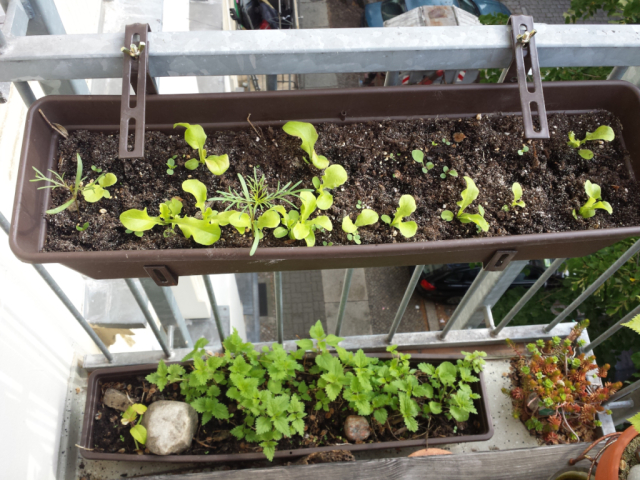 2 balcony pots - one with small salad plants and one with nettles