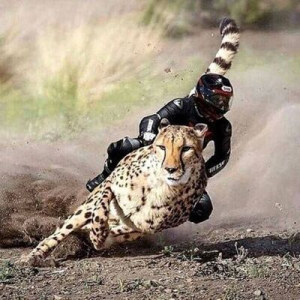 Kraftwerk-Das Model Collapse