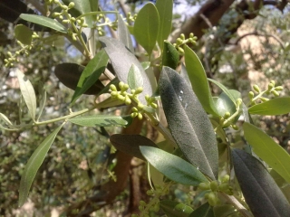 olivo, aspettando novembre