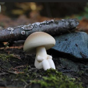 greensoulbuddy