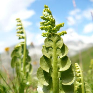 Tom Moonwort :mastodon: