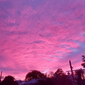 Pinky