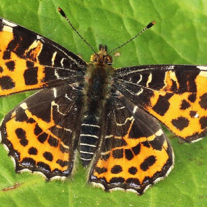 black_bike (Harald Schwarz)