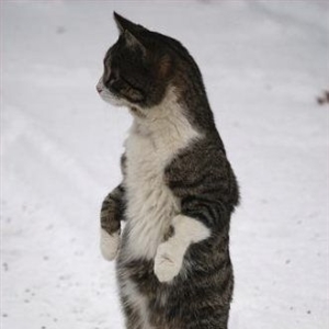 StandingCat