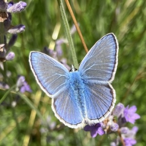 Küpsis 💚🇺🇦🇪🇪🇪🇸🇩🇪