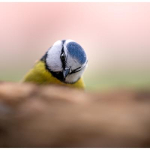 Cime Photographe