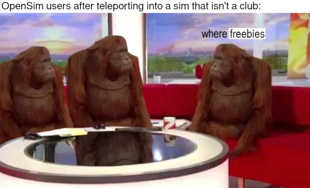 Variant of the "where banana" meme with three orangutan animatronics in a TV talk show. The caption reads, "OpenSim users after teleporting into a sim that isn't a club:" The orangutan on the right asks, "where freebies"