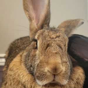 Alex Block 🇨🇦🍁🇨🇦