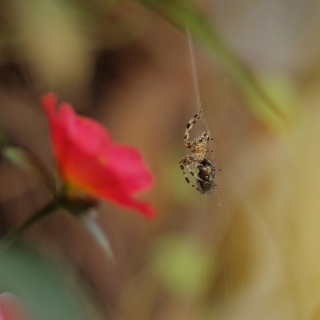 red flower 2.jpg