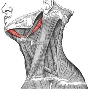 digastricus