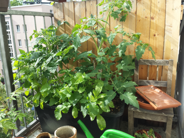 A tub with plants in it on my balcony. Tomatoes and various flowers