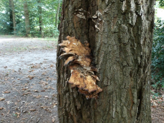 Zwavelzwam (Laetiporus sulphureus)